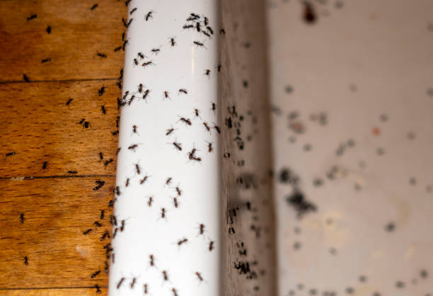 Best Pest Removal Services  in Mishicot, WI