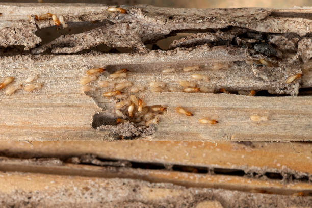 Best Mosquito Control Services  in Mishicot, WI